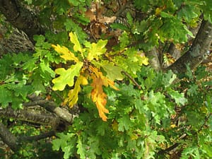 IMG_7401